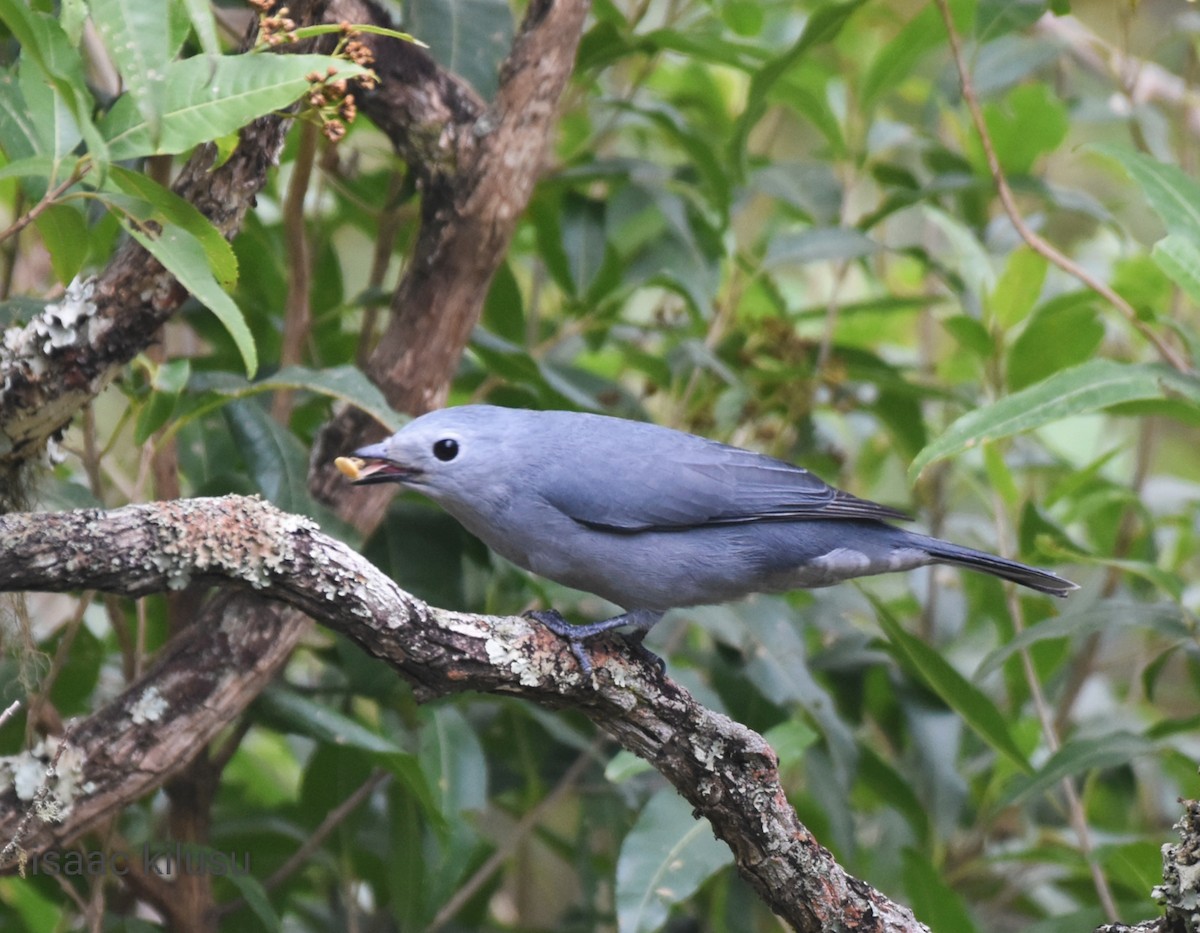 Gray Cuckooshrike - ML597884881