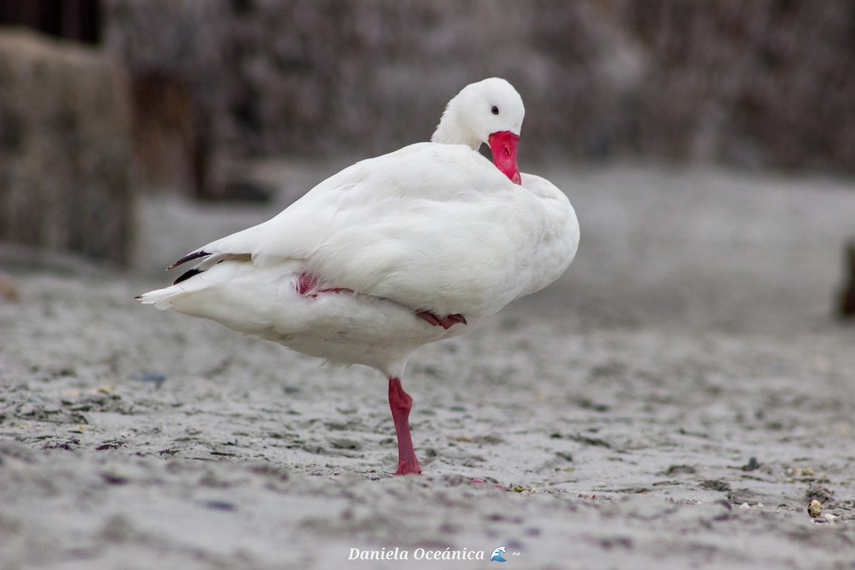 Cisne Coscoroba - ML597885011