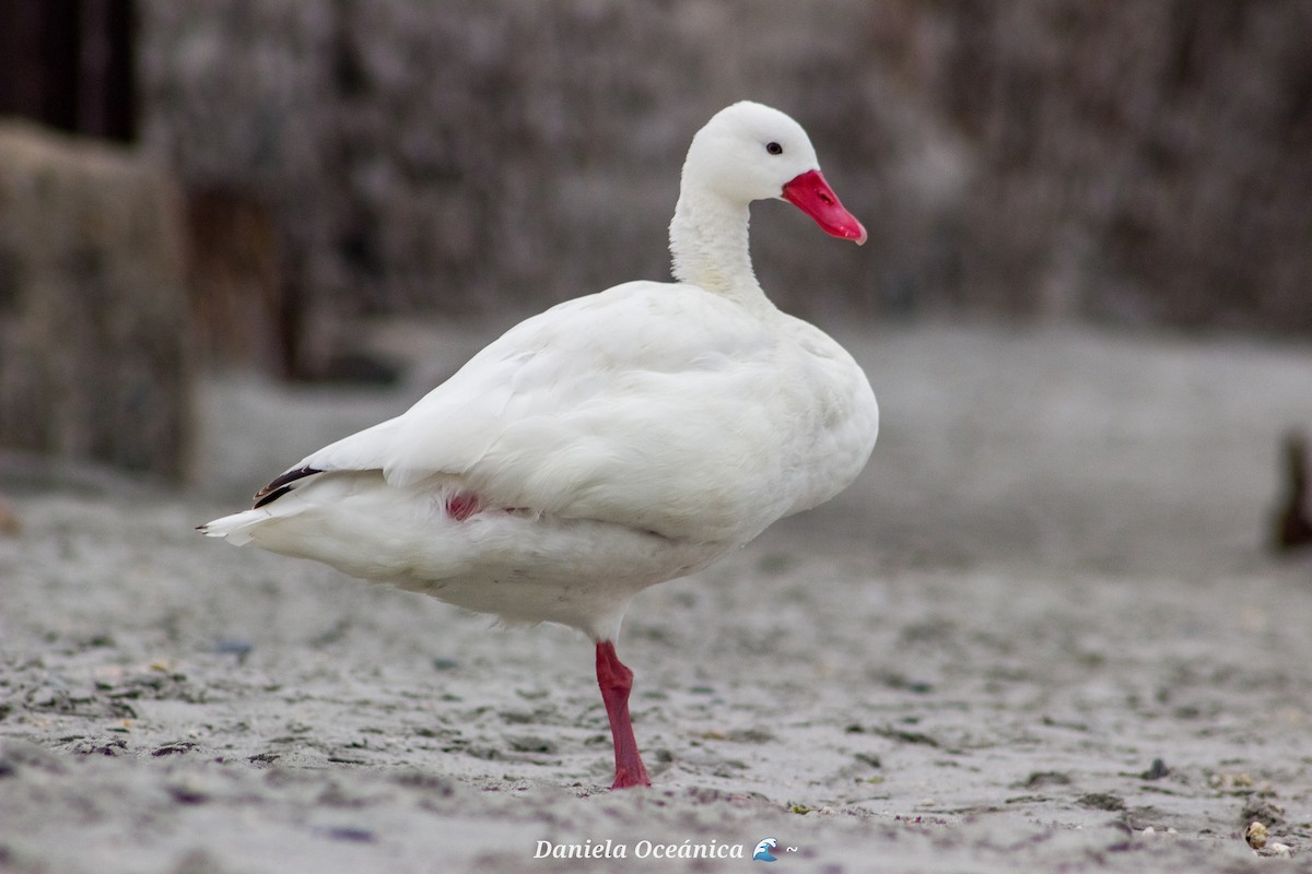 Cisne Coscoroba - ML597885021