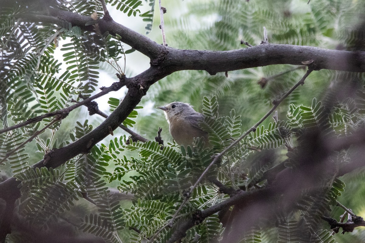 Lucy's Warbler - ML597885911