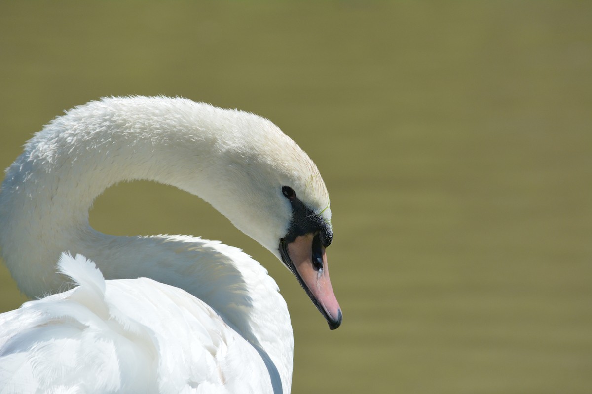 labuť velká - ML59788621