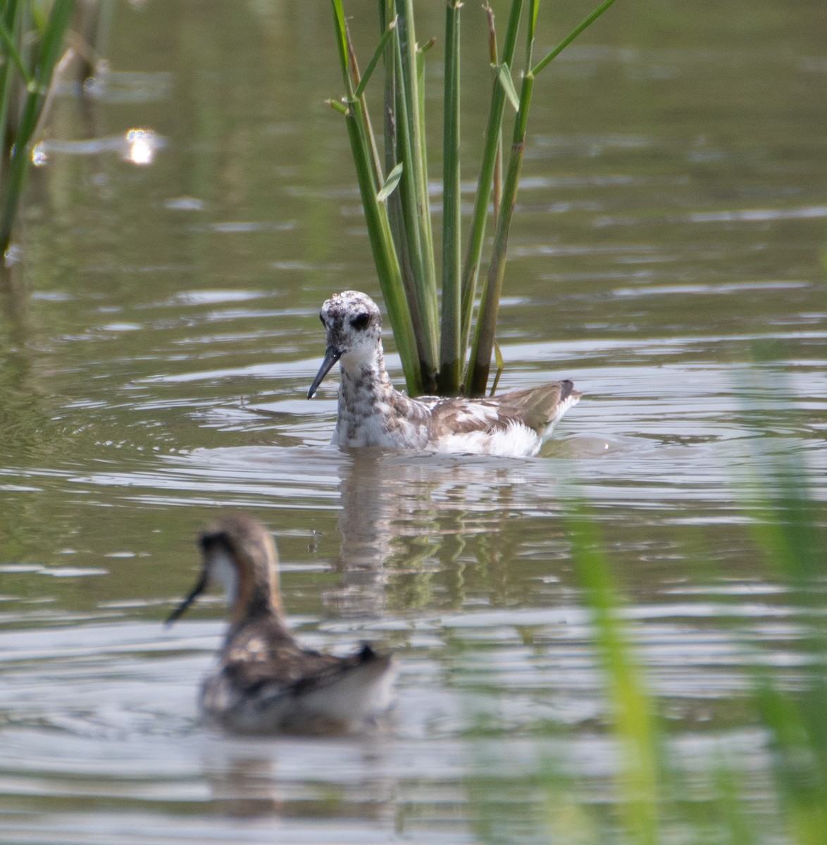 Phalarope à bec étroit - ML597886551