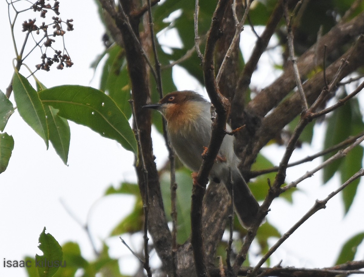 Chapin's Apalis - ML597887081