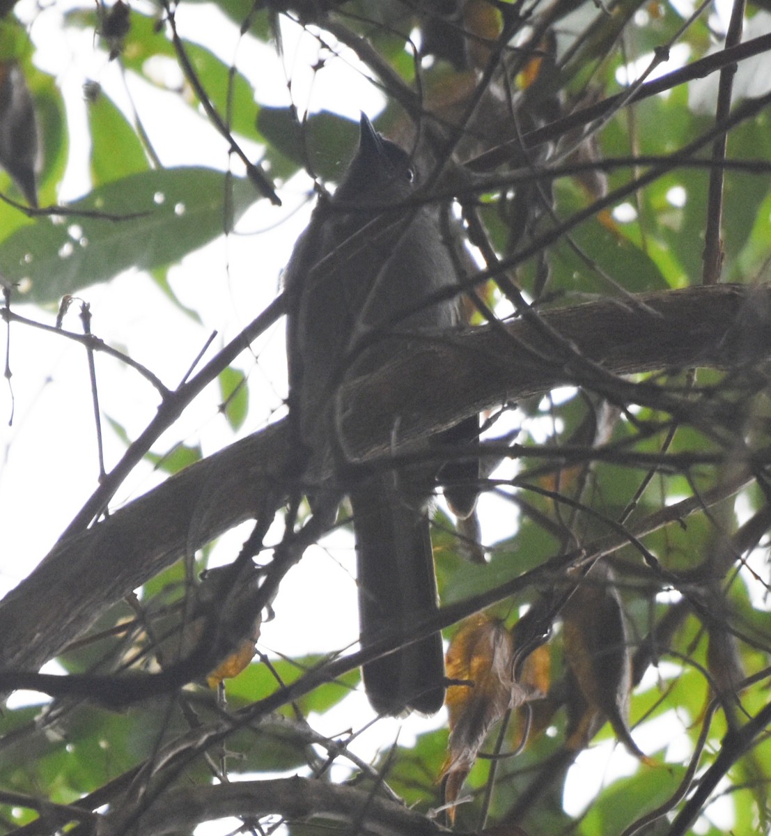 Uluguru Mountain Greenbul - ML597887291