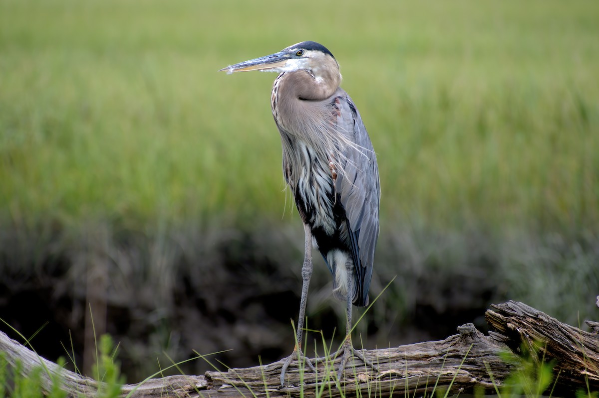 Great Blue Heron - Cristians Rivas