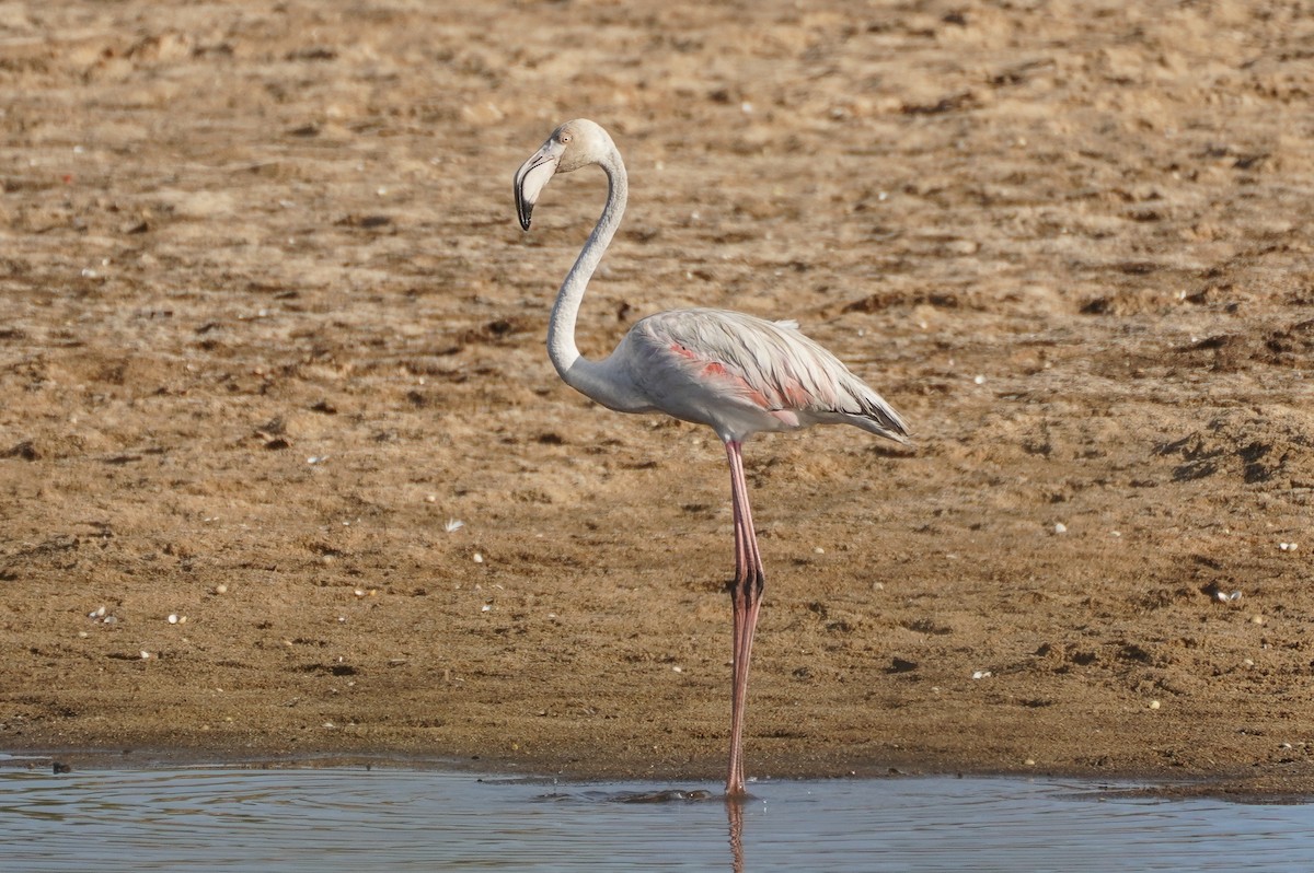 Greater Flamingo - ML597887951