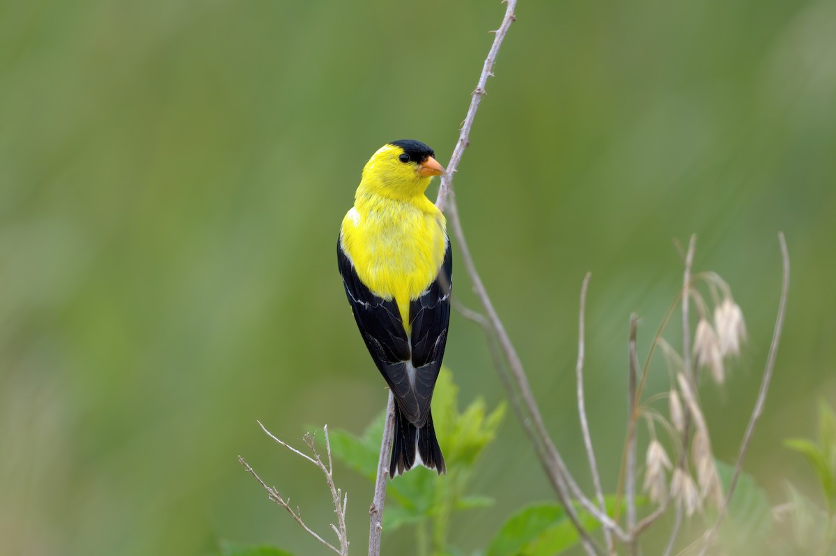 American Goldfinch - ML597888001