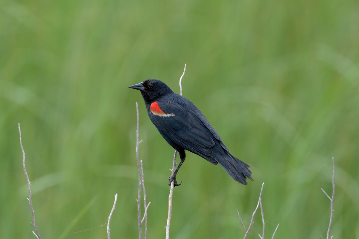 Red-winged Blackbird - Cristians Rivas