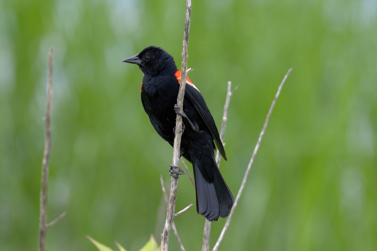 Red-winged Blackbird - Cristians Rivas