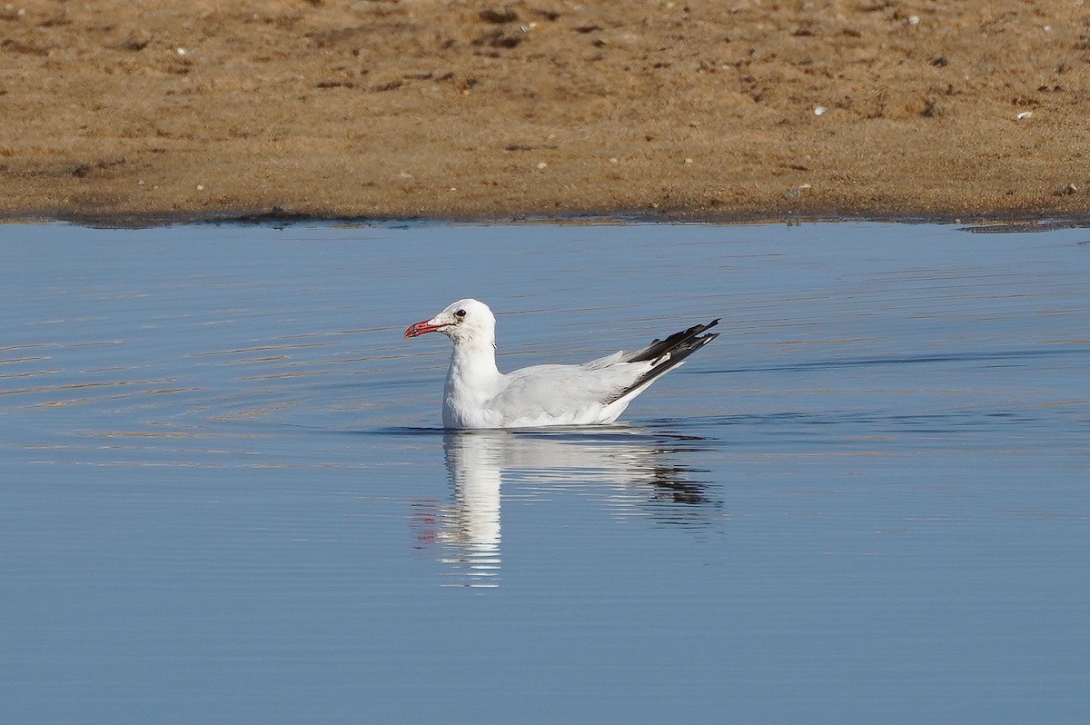 Audouin's Gull - ML597888251