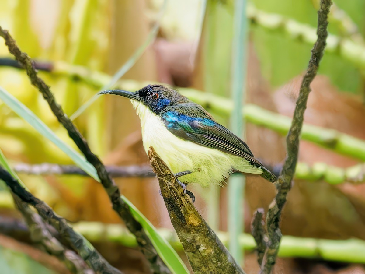 Glanzflügel-Nektarvogel (Boholnektarvogel) - ML597889231