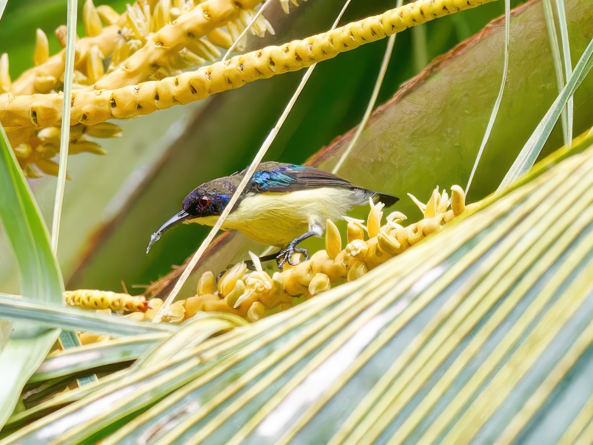 Metallic-winged Sunbird (Bohol) - Ravi Iyengar