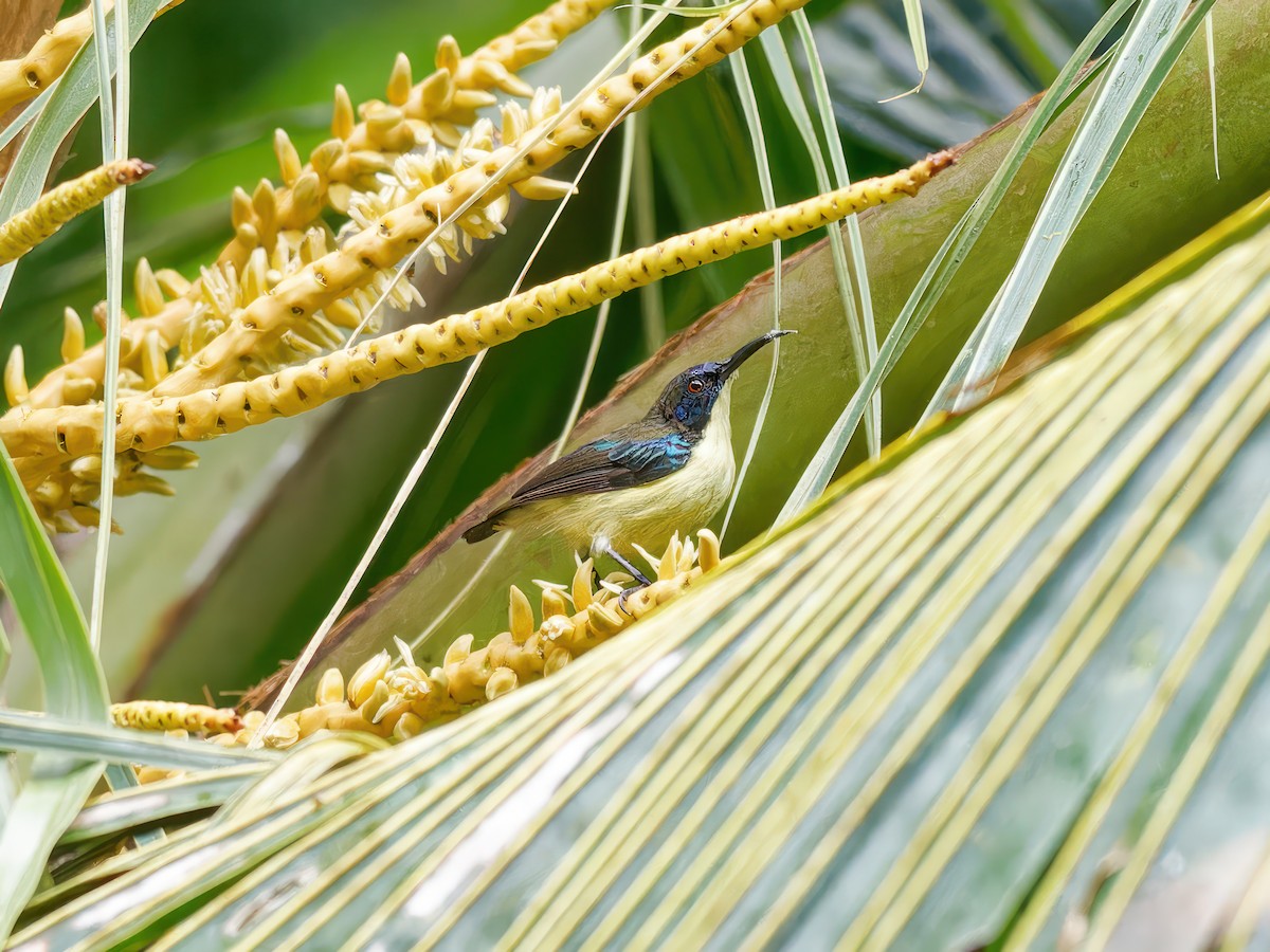 Metallic-winged Sunbird (Bohol) - ML597889261