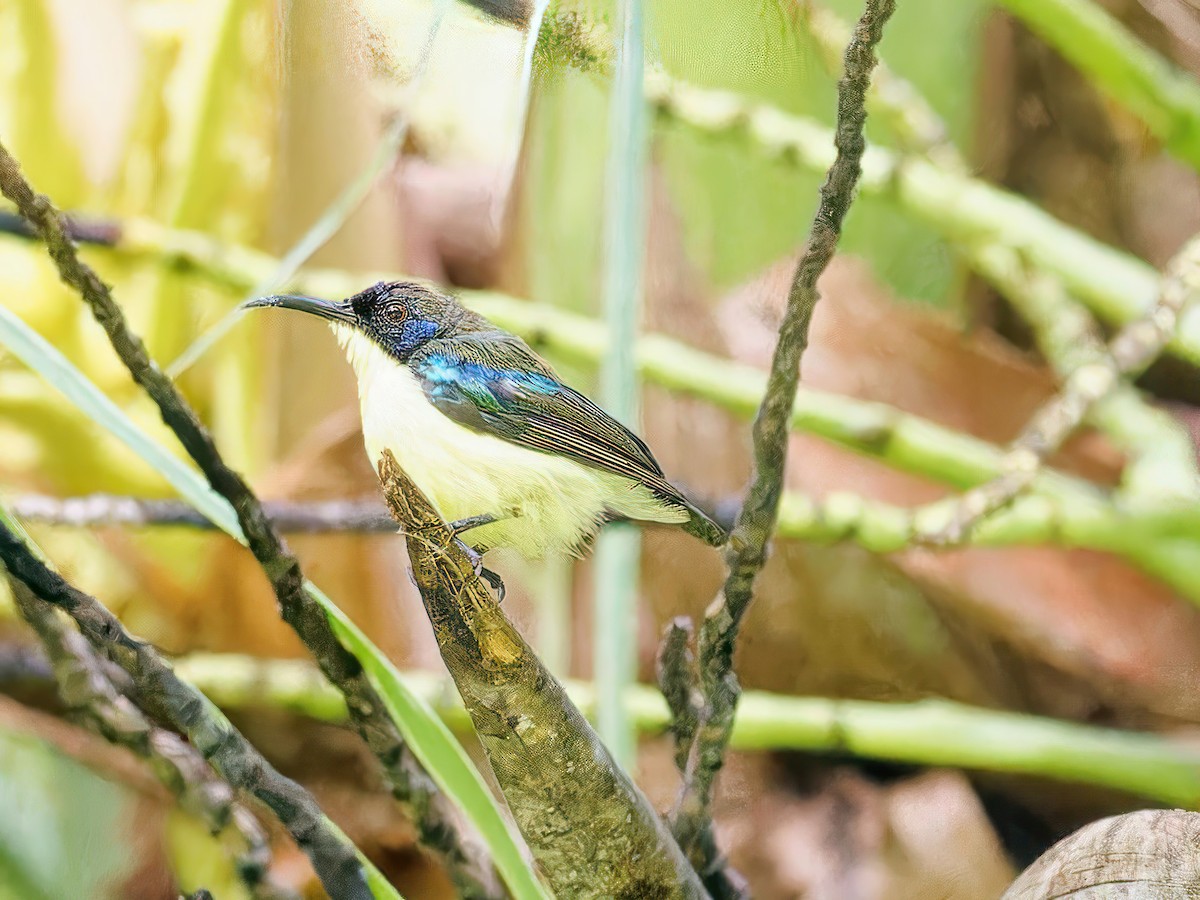 Glanzflügel-Nektarvogel (Boholnektarvogel) - ML597889271