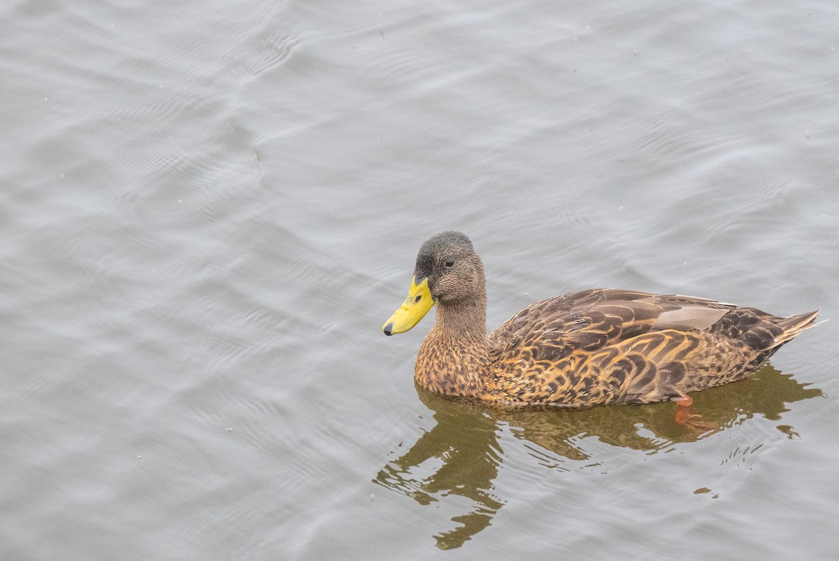 Mallard (Domestic type) - ML597889301