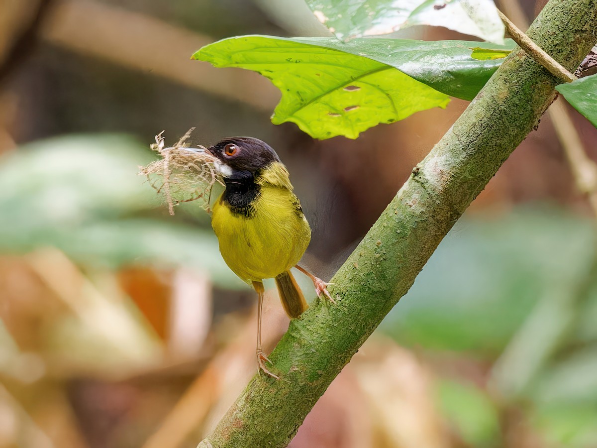 Yellow-breasted Tailorbird - Ravi Iyengar