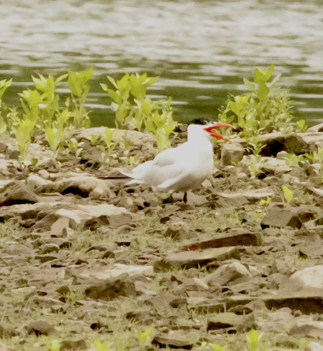 Caspian Tern - ML597889711