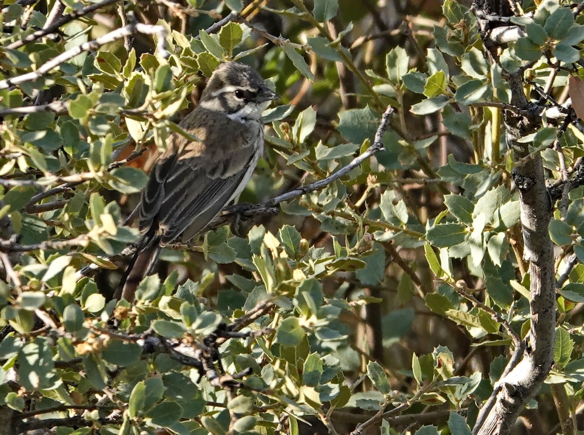 Black-throated Sparrow - ML597890281