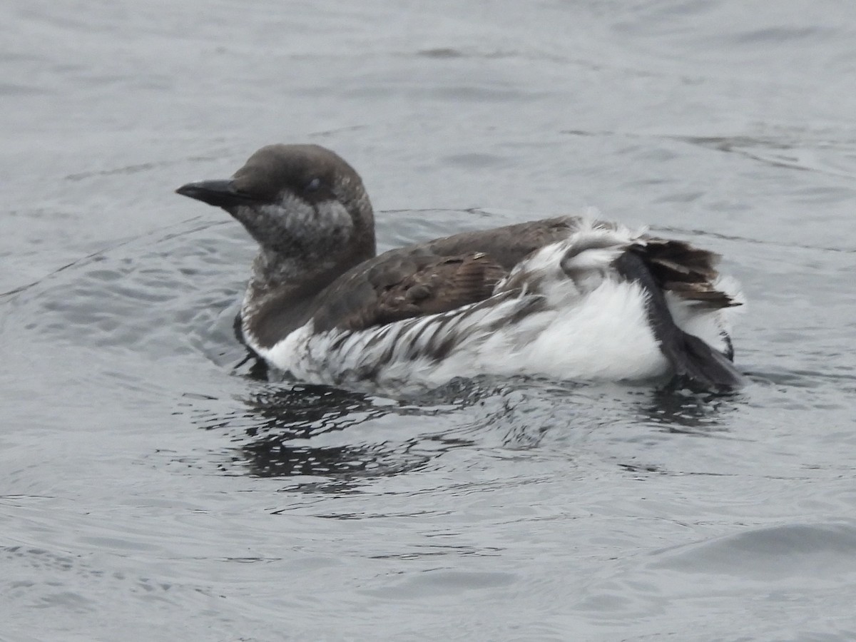 Common Murre - Thomas Schreiter