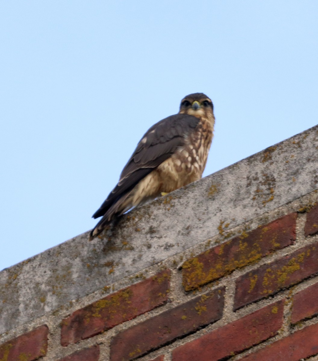 Merlin - ML597891861