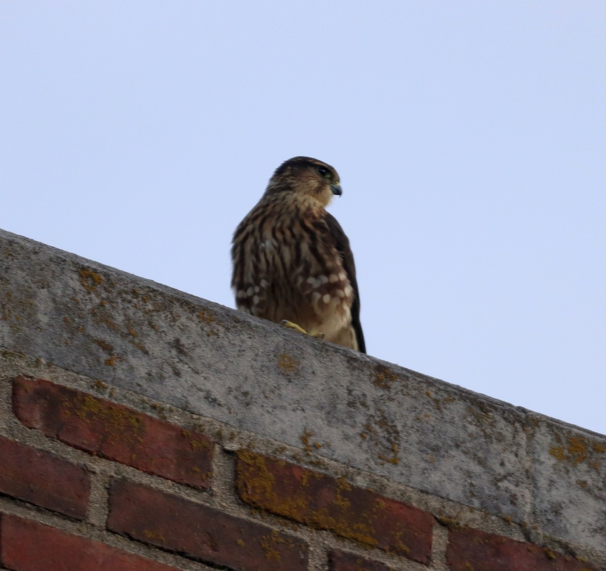 Merlin - ML597891871