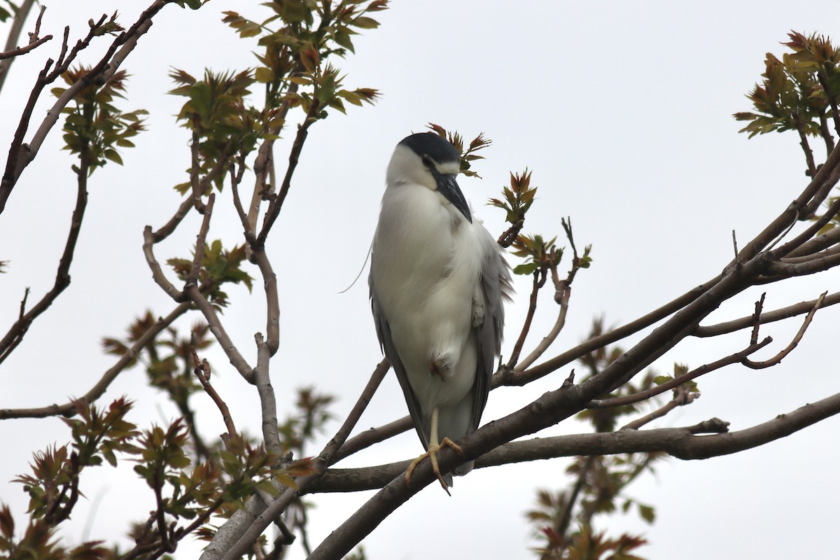 Black-crowned Night Heron - ML597893481