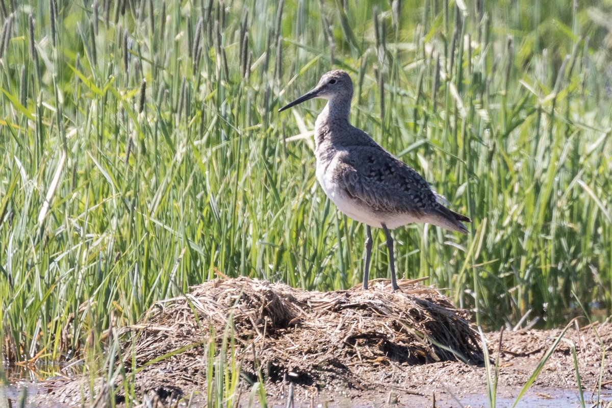 Willet - ML59789361