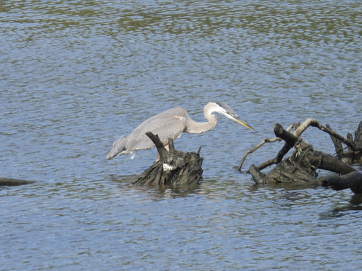 Great Blue Heron - ML597893941