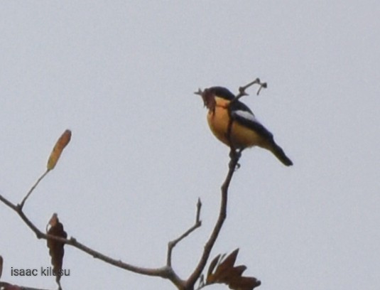 Yellow-bellied Hyliota - isaac kilusu