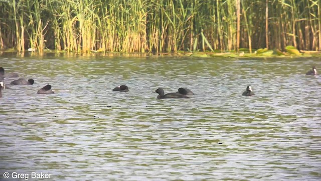 Common Scoter - ML597896331