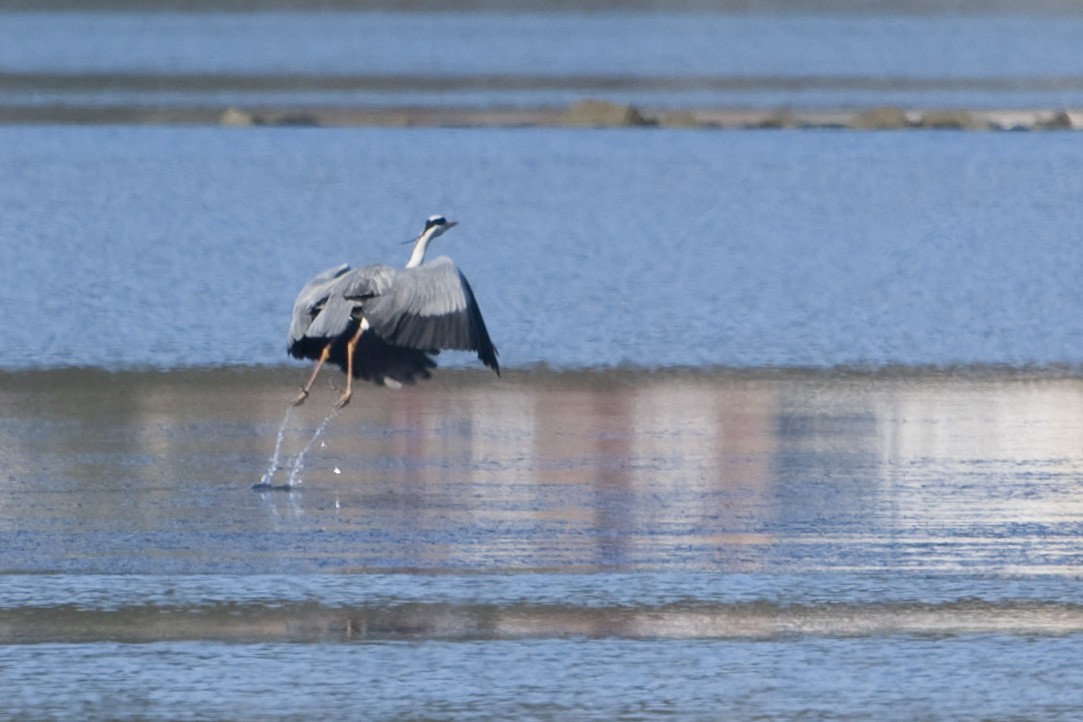 Gray Heron - ML597896411