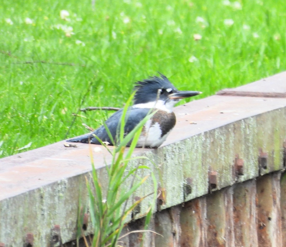 Опоясанный зимородок - ML597897191