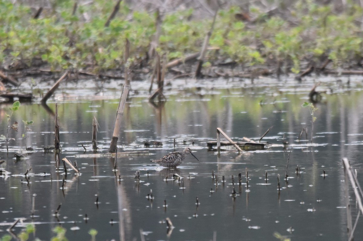 Stilt Sandpiper - Shannon Hingston
