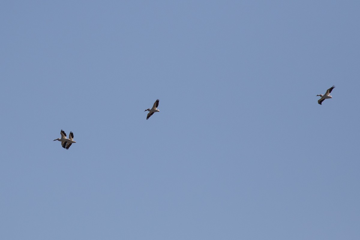 American White Pelican - ML59789771