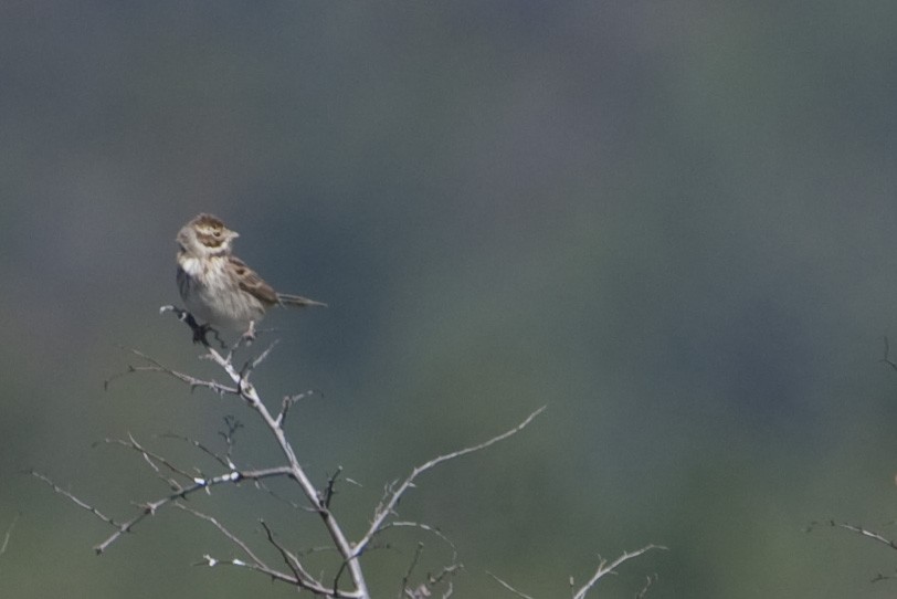 Reed Bunting - ML597898111