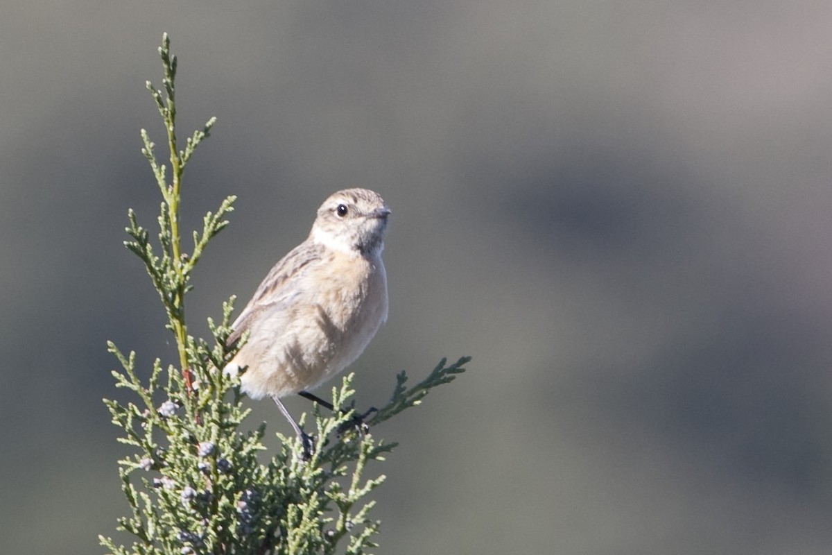 European Stonechat - ML597898171