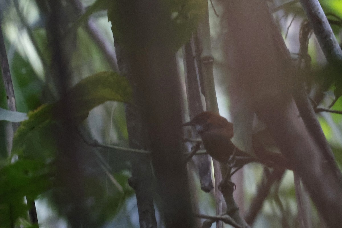 Cabanis's Spinetail - ML597900121