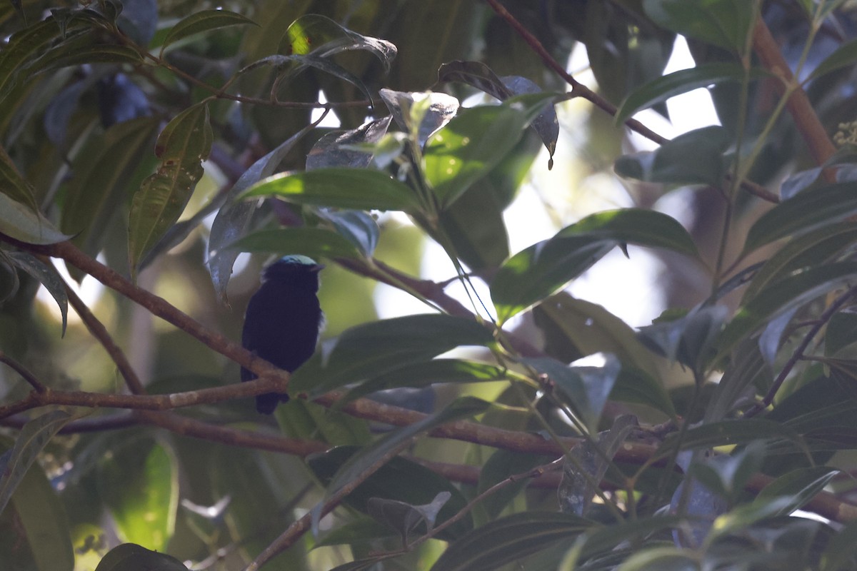 Cerulean-capped Manakin - ML597900301