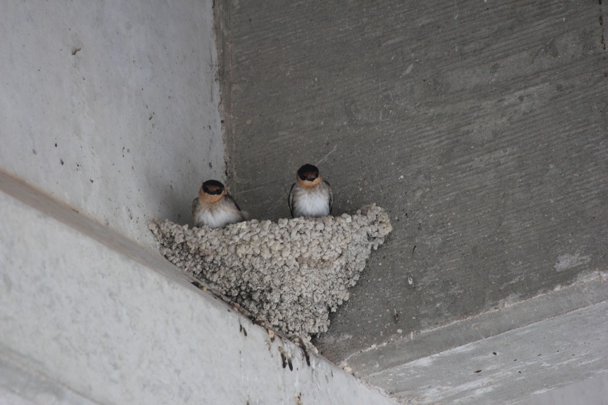 Cave Swallow - ML59790061
