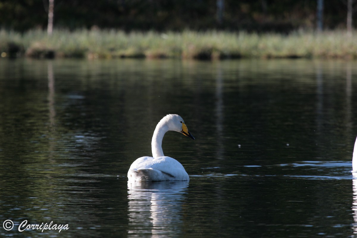Whooper Swan - ML597901221