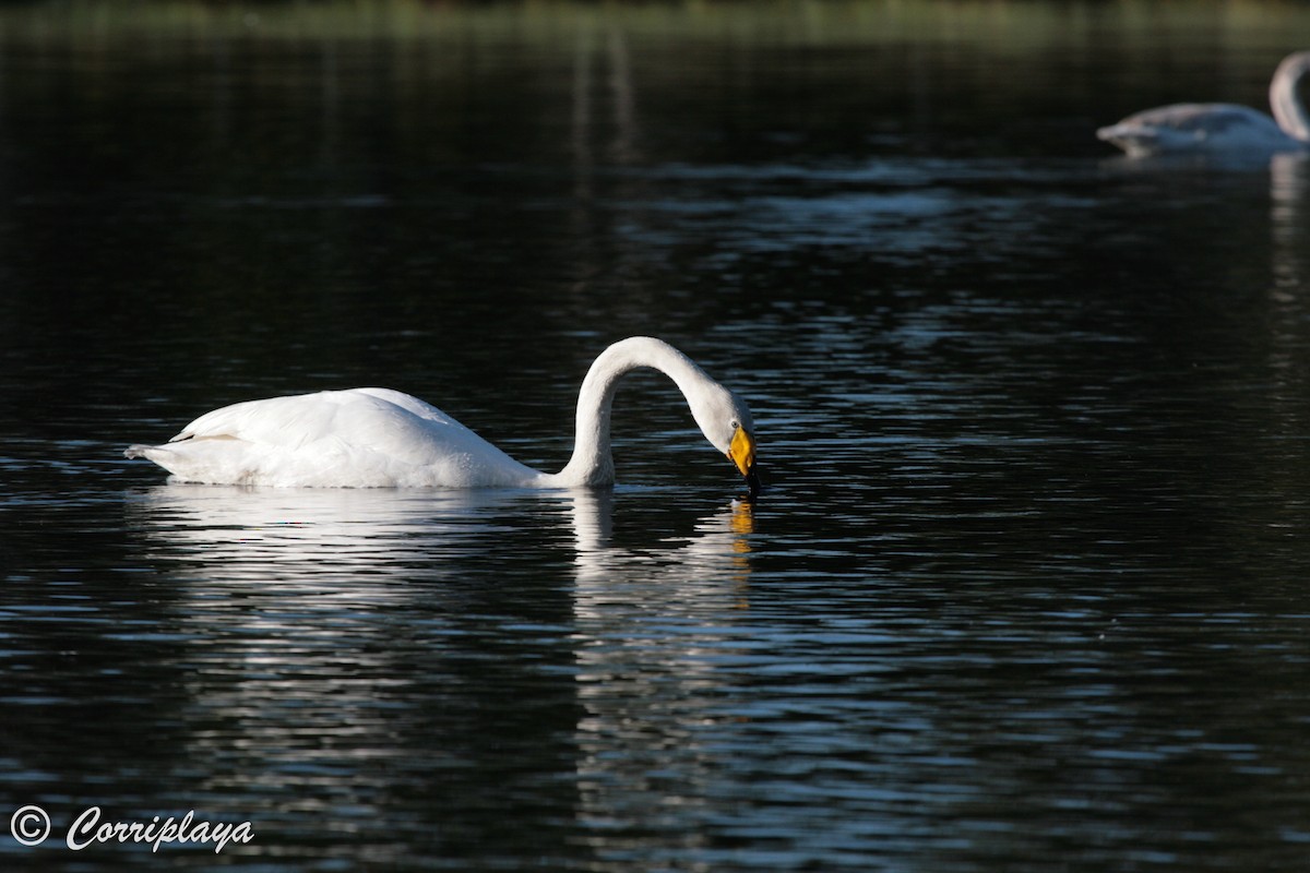 Whooper Swan - ML597901231