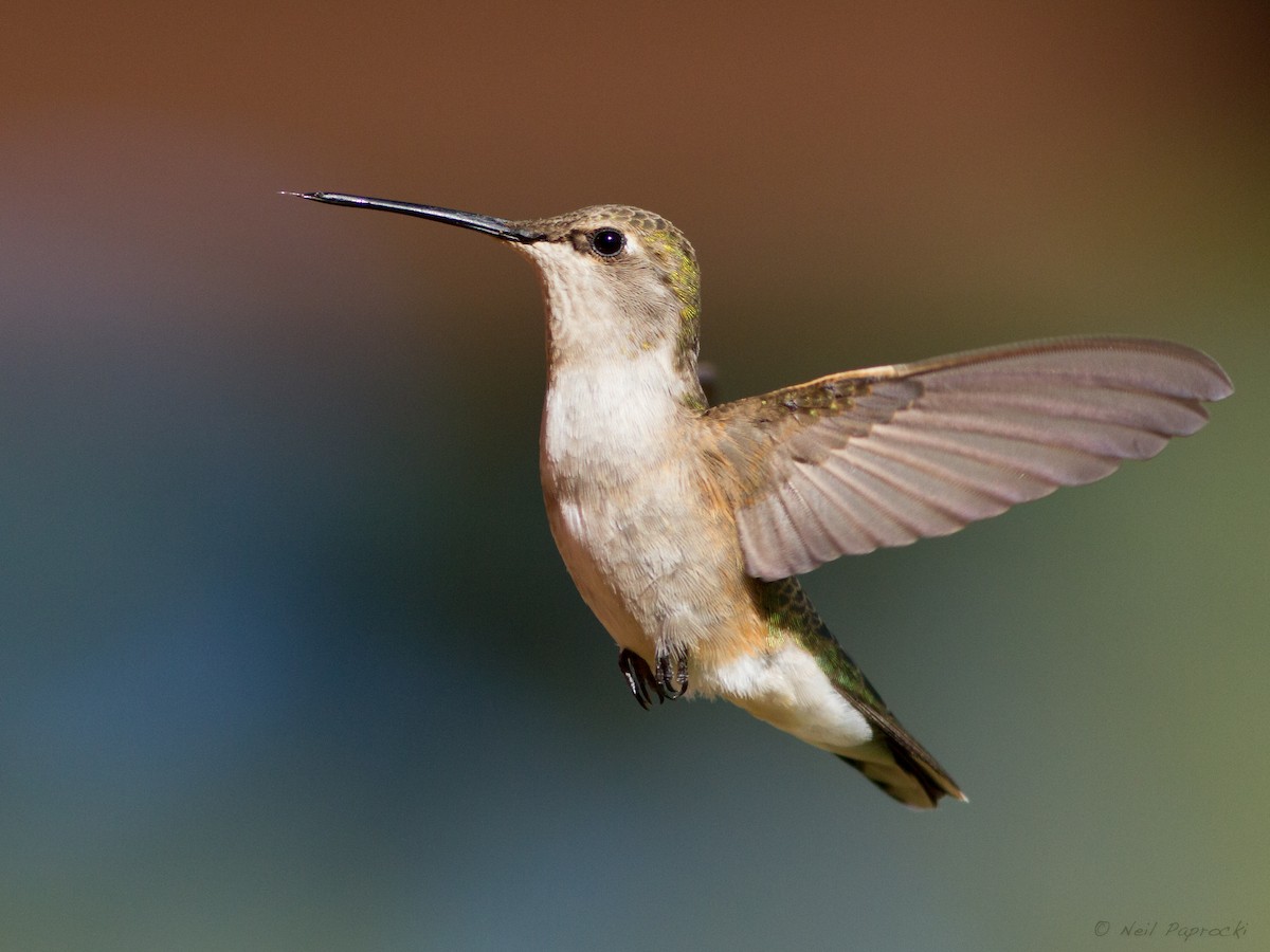 Colibri à gorge noire - ML597902921