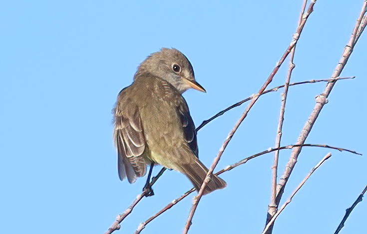 Willow Flycatcher - Scott Denkers