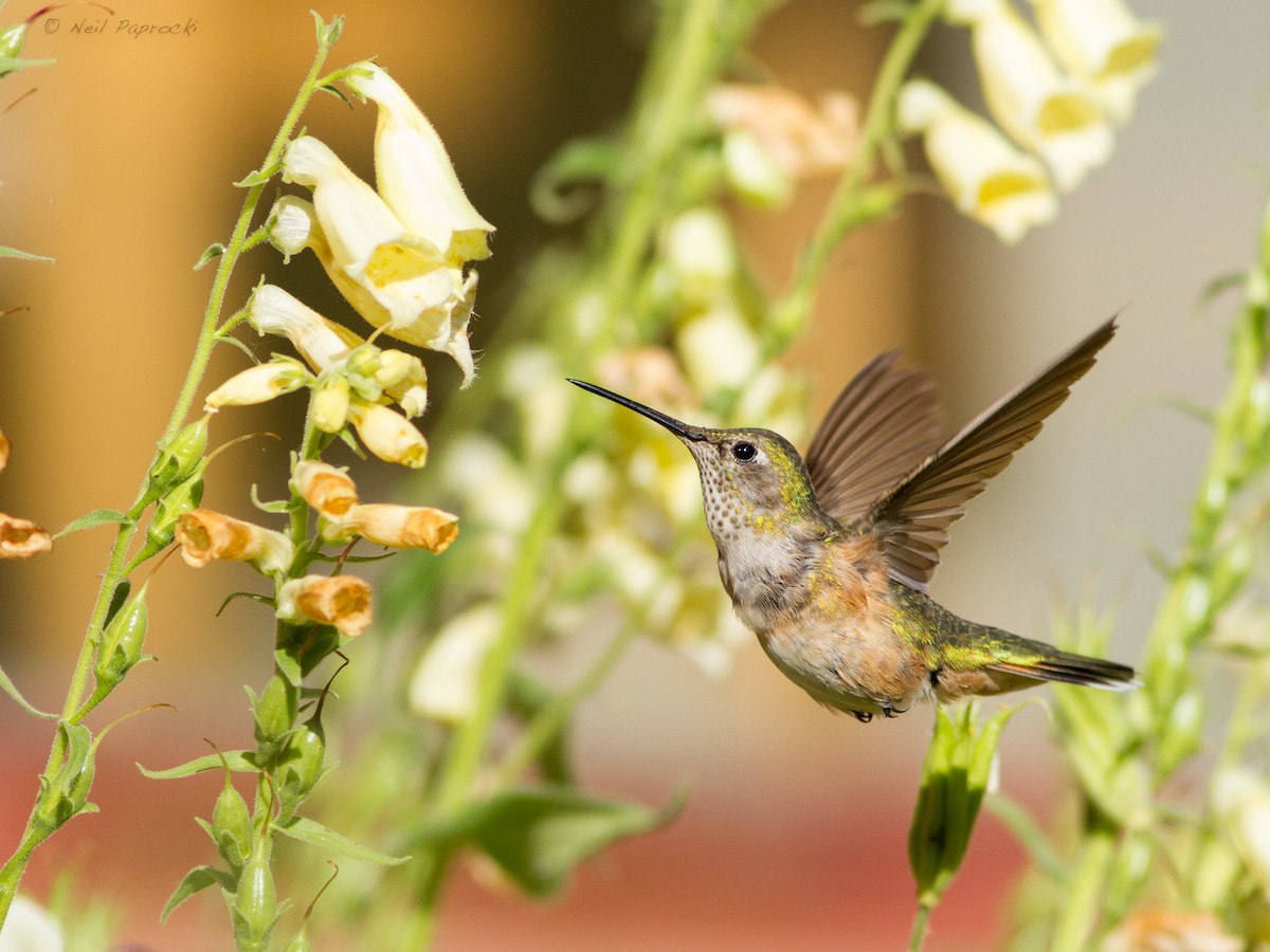 Broad-tailed Hummingbird - ML597903111