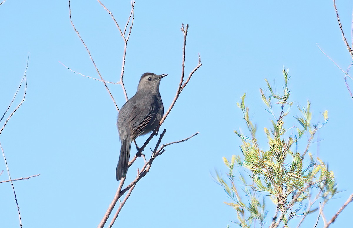 Pájaro Gato Gris - ML597903181