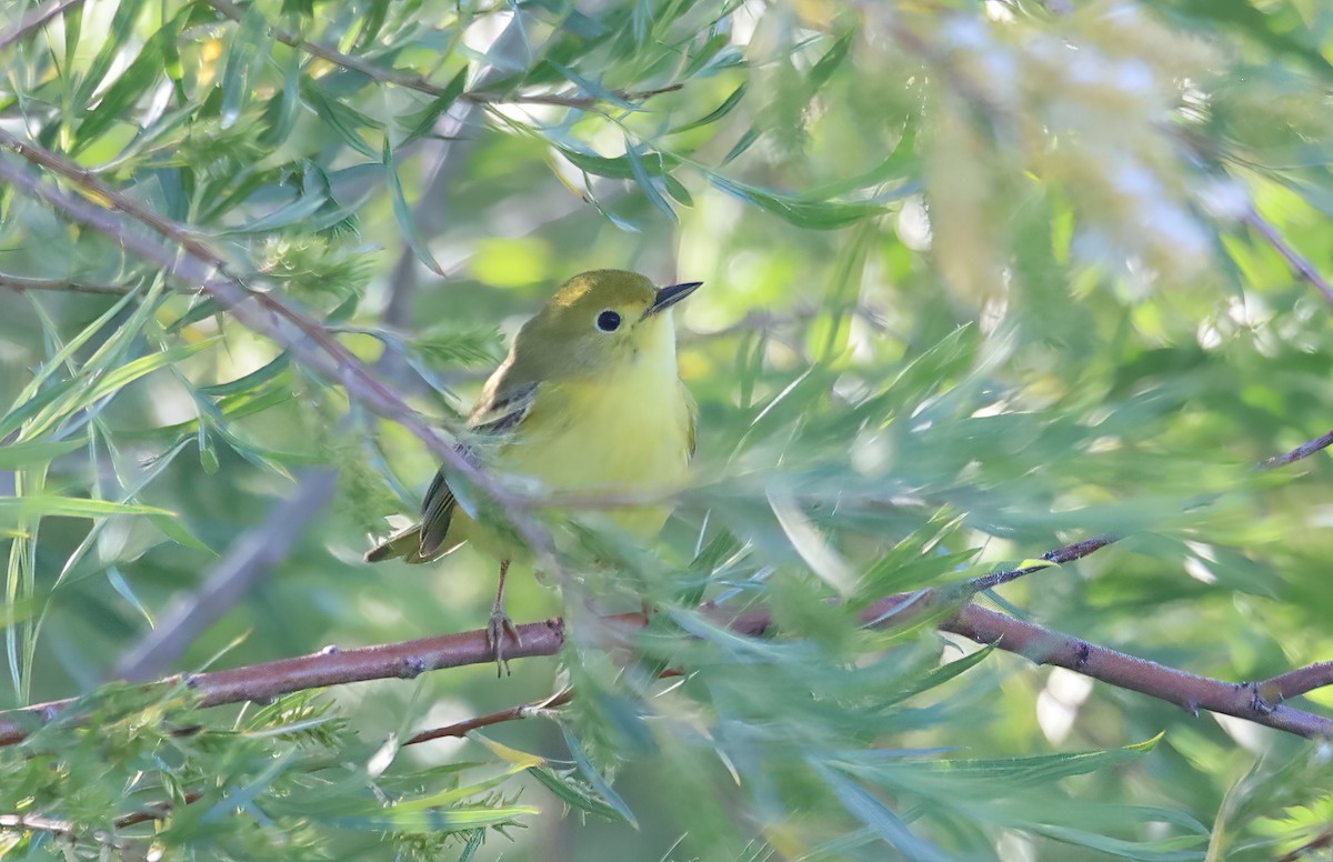 Yellow Warbler - Scott Denkers