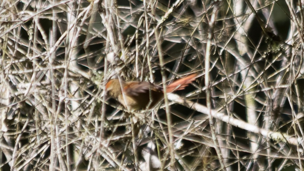 Rufous-capped Spinetail - ML597903921