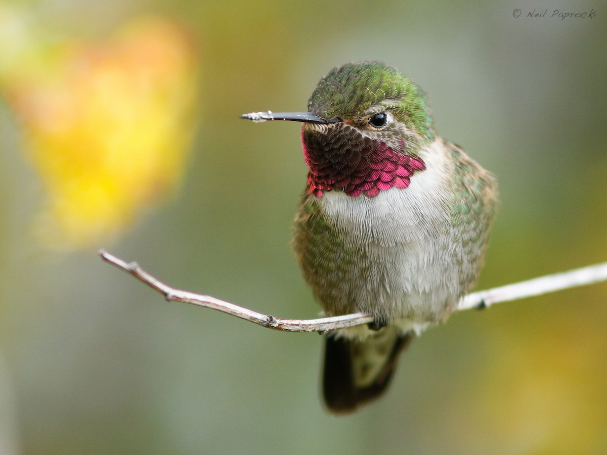 Broad-tailed Hummingbird - Neil Paprocki
