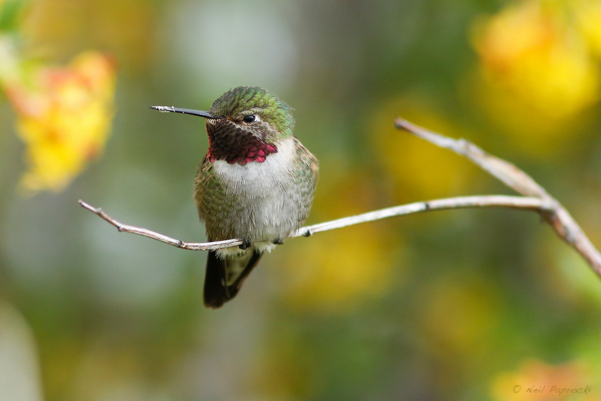 Broad-tailed Hummingbird - Neil Paprocki