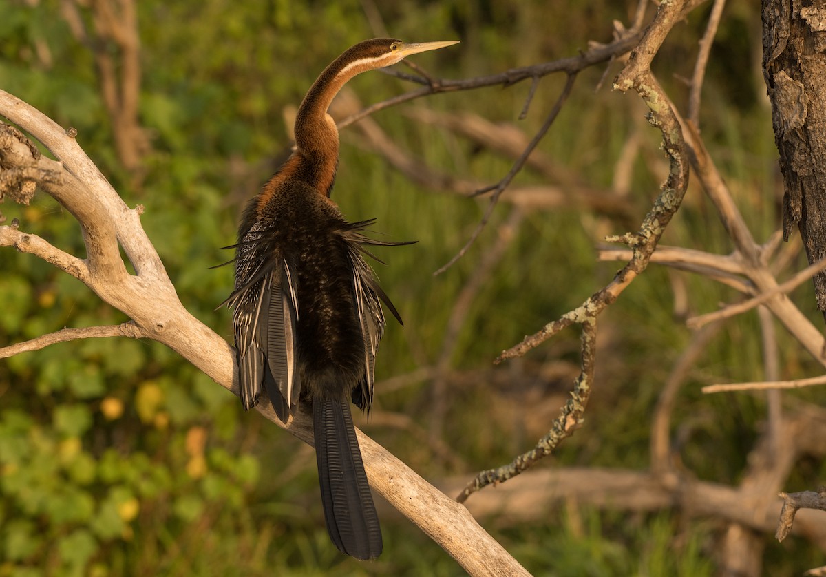 African Darter - Eric van Poppel